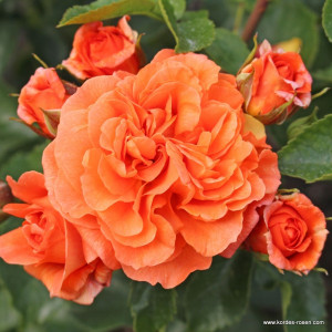 ORANGERIE®
